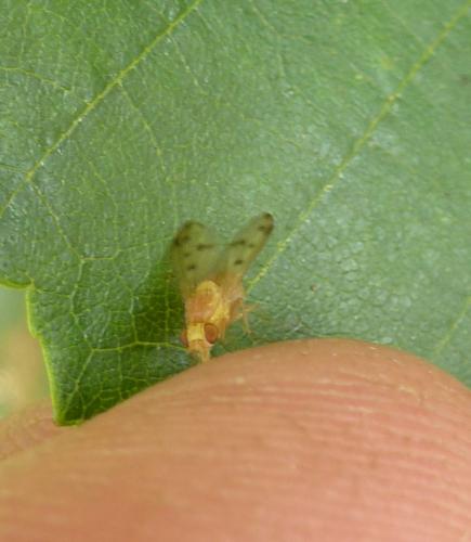 Homoneura sp.